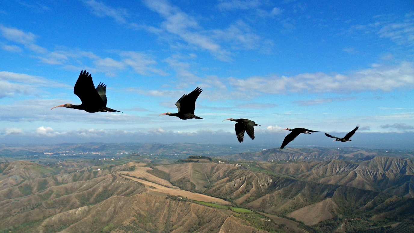 Birds in flight - Biological sciences research